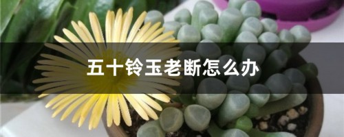 五十铃玉老断怎么办