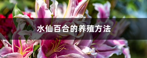 水仙百合的养殖方法和注意事项