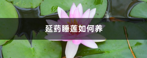 延药睡莲如何养