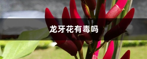 龙牙花有毒吗