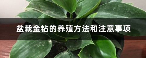 盆栽金钻的养殖方法和注意事项