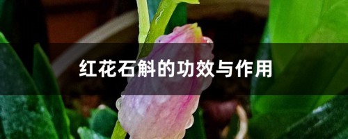 红花石斛的功效与作用