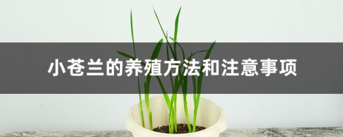 小苍兰的养殖方法和注意事项