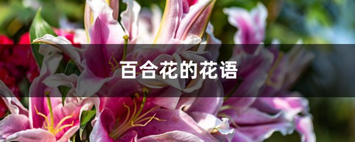 百合花的花语