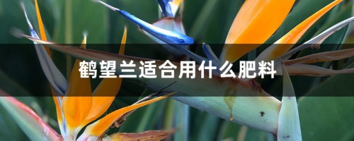 鹤望兰适合用什么肥料