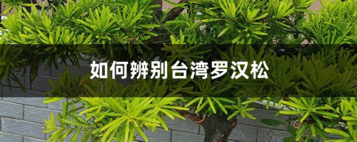 如何辨别台湾罗汉松