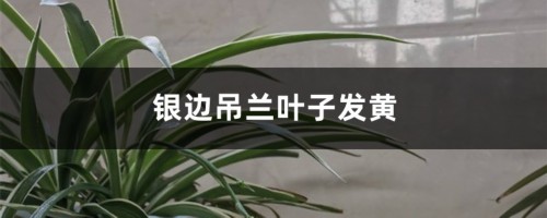 银边吊兰黄叶的原因和处理办法