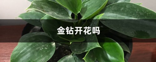 金钻开花吗