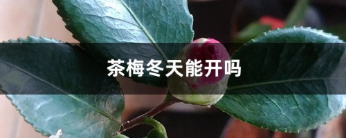 茶梅冬天能开吗