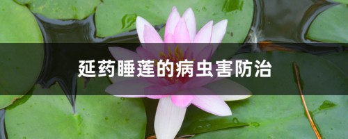 延药睡莲的病虫害防治