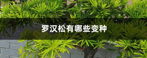 罗汉松有哪些变种