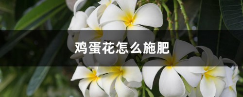 鸡蛋花怎么施肥