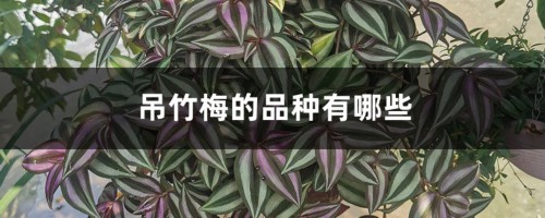 吊竹梅的品种有哪些