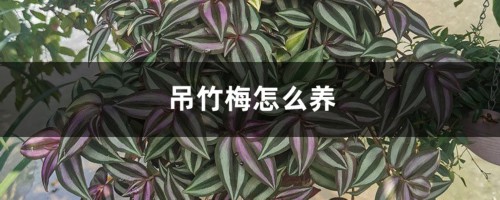 吊竹梅怎么养