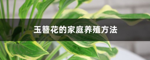 玉簪花的家庭养殖方法