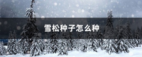 雪松种子怎么种